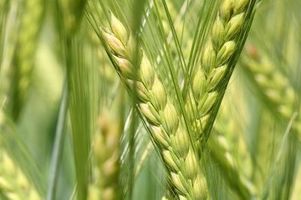 Zdrowotne właściwości oraz zastosowanie zielonego jęczmienia. Czy pomaga zrzucić wagę?