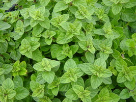 Olej z oregano esencja